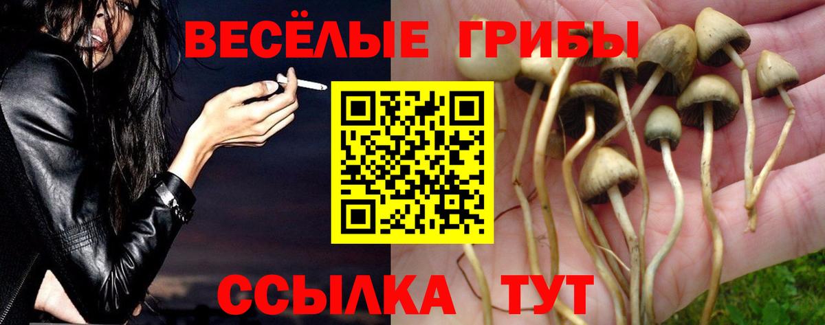 купить наркоту  Галлюциногенные грибы мицелий  Вход с VPN  Мичуринск  Псилоцибиновые грибы GOLDEN TEACHER 
